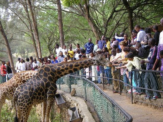 haller park giraffes