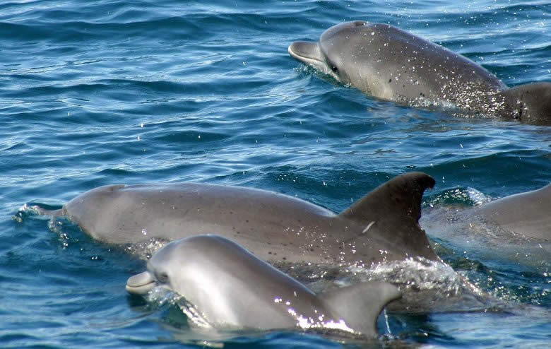 mombasa dolphis